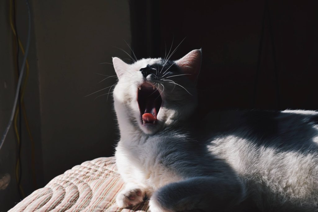 cat yawning