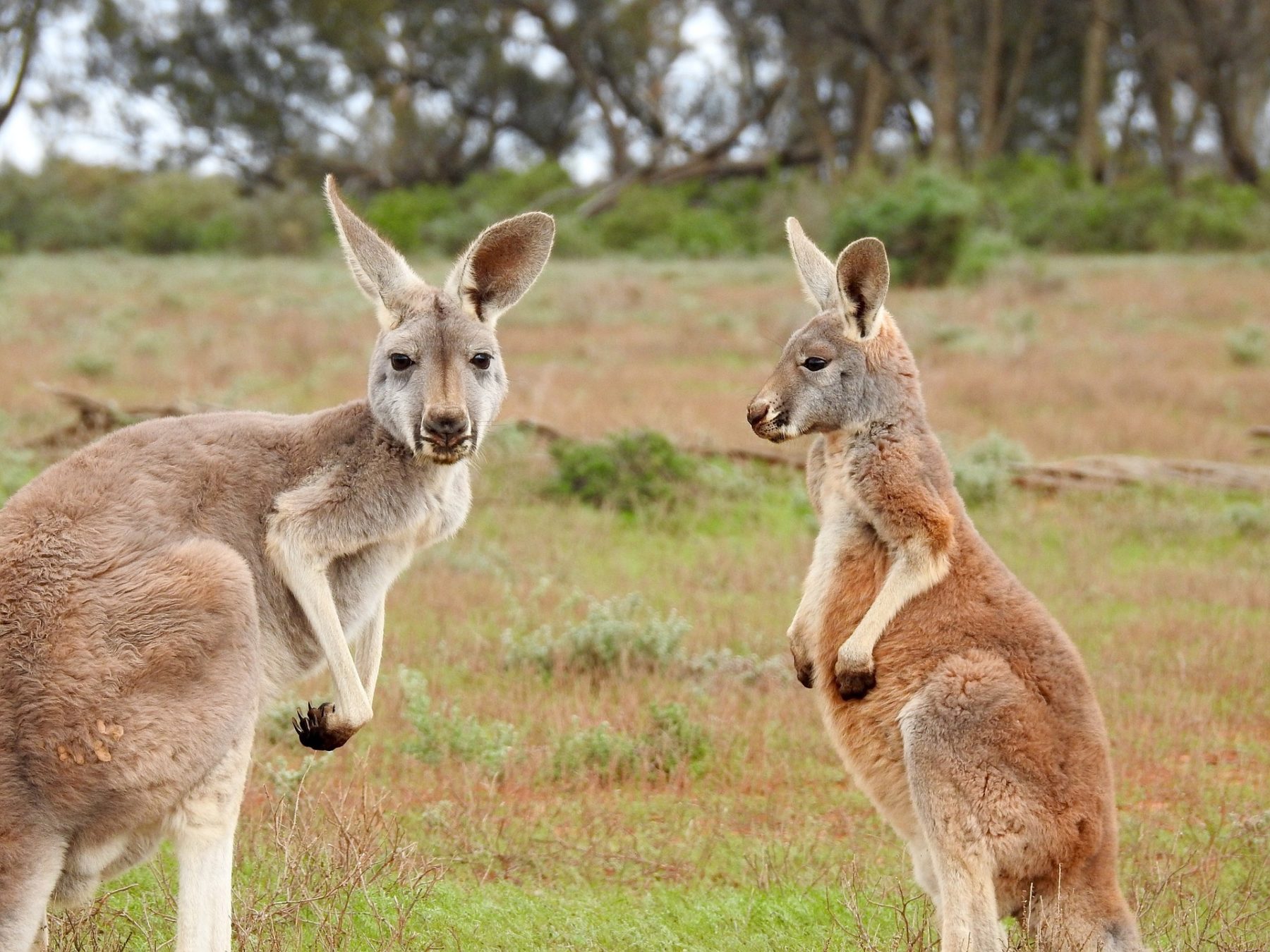 4 Reasons Australian is Unique