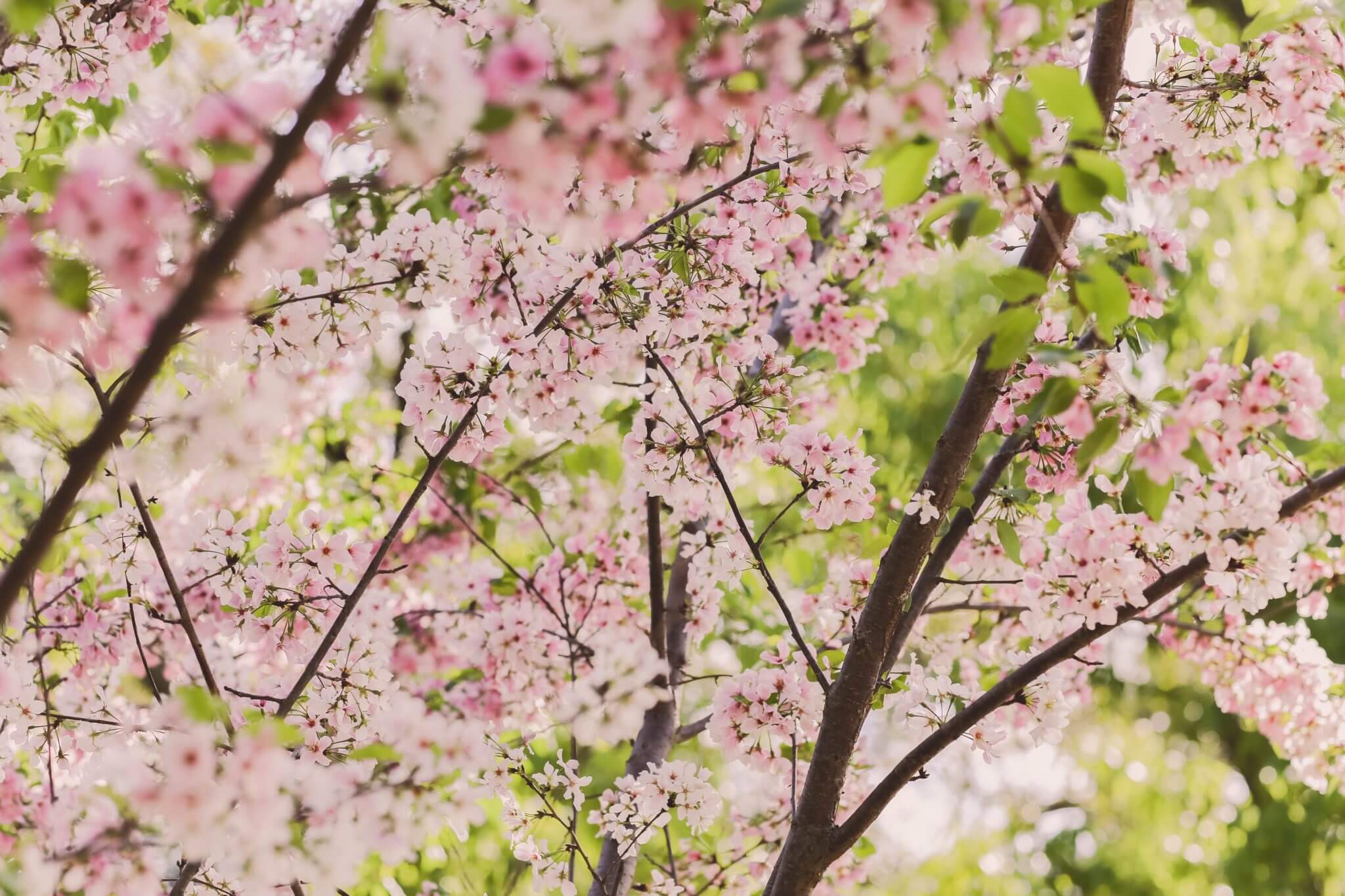 flowers trees